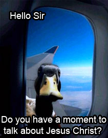 Duck on airplane wing looking through window